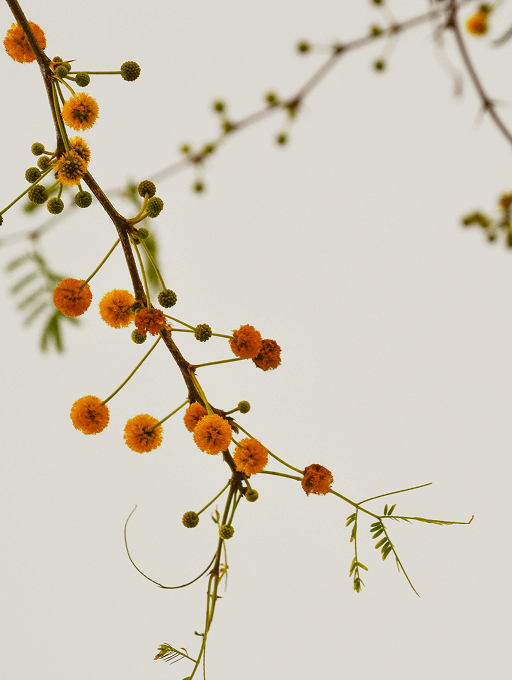 fleurs décoration