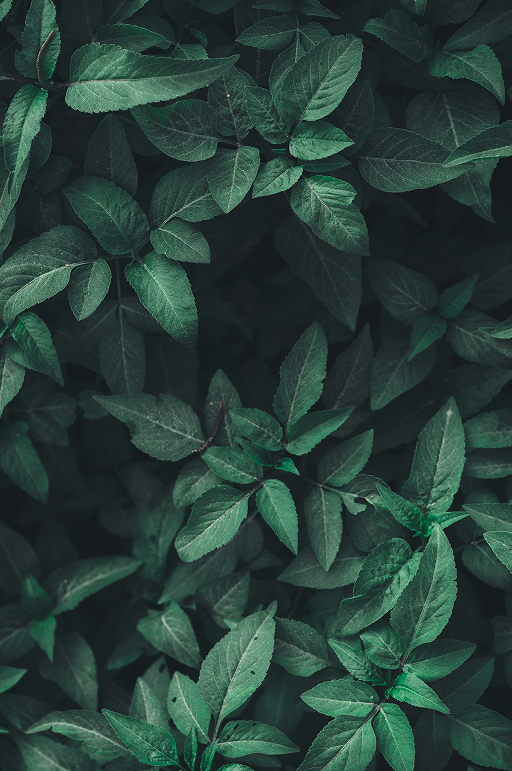illustration plante verte